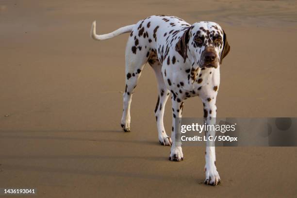 full length of dalmatian dog walking on road - dalmatiner stock-fotos und bilder
