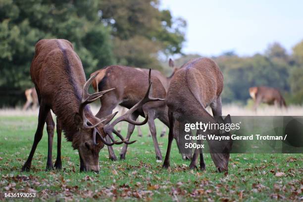 side view of red deer grazing on grassy field,richmond park,richmond,united kingdom,uk - wayne gerard trotman fotografías e imágenes de stock