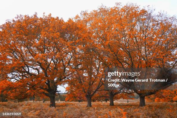 trees in park during autumn,richmond park,richmond,united kingdom,uk - wayne gerard trotman stockfoto's en -beelden