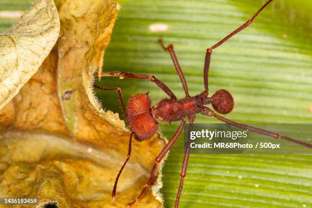 close-up of spider on leaf - animais 個照片及圖片檔