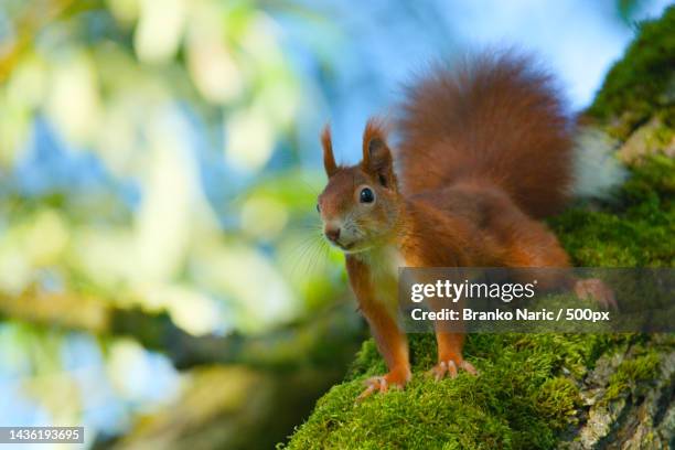 low angle view of american red squirrel on tree,germany - american red squirrel stock pictures, royalty-free photos & images
