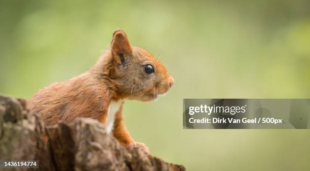 close-up of squirrel on wood,diepenbeek,belgium - squirrel stockfoto's en -beelden