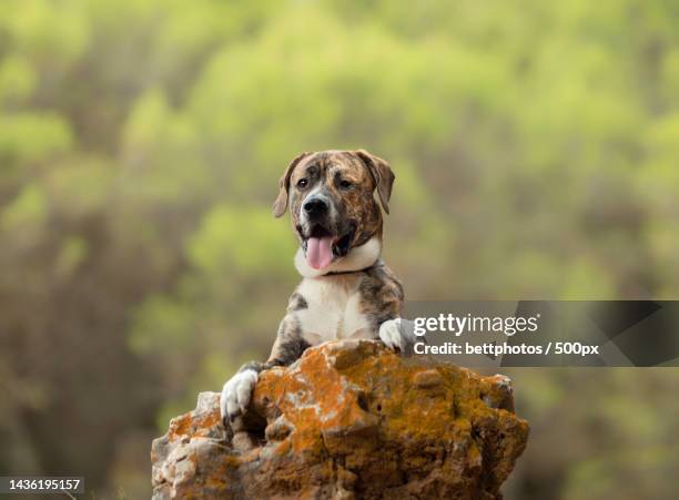 portrait of a cute mastiff with its two legs on a rock - mastiff stock pictures, royalty-free photos & images