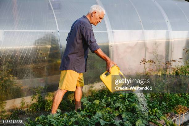 senior man watering herbs in vegetable garden - side view vegetable garden stock pictures, royalty-free photos & images