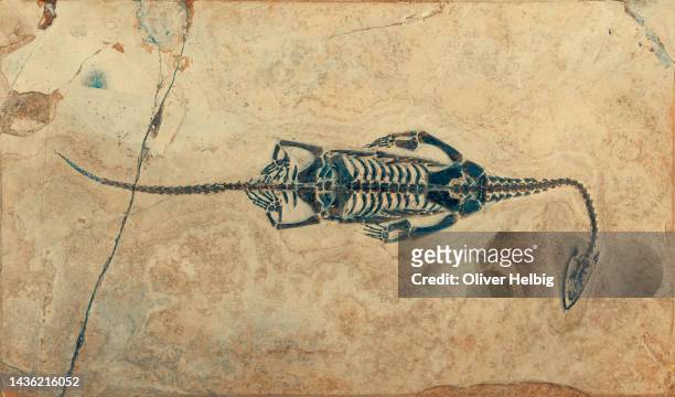 the fossilized skeleton of a keichosaurus from the triassic period in preserved in a limestone slab - jurásico fotografías e imágenes de stock