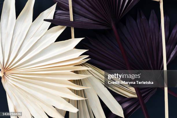 dry palm leaves on a black background. dried flowers. eco concept. natural background. - pamela brown fotografías e imágenes de stock