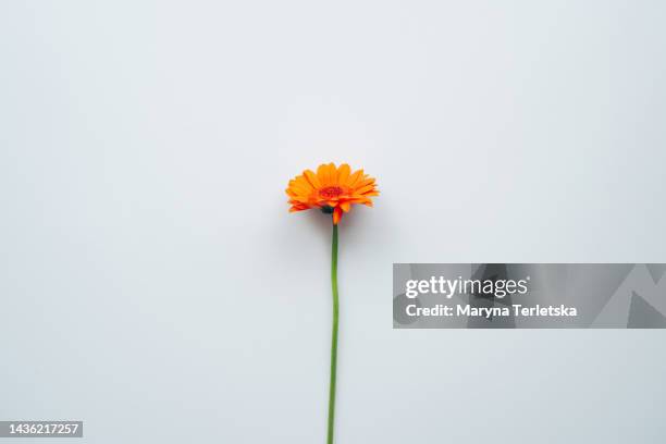 gerbera flower on a white background. floral background. - gerbera daisy fotografías e imágenes de stock