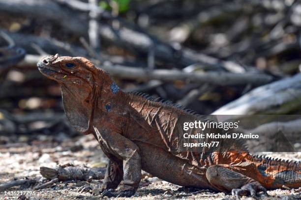 rhinoceros iguana - cyclura cornuta - pedernales stock pictures, royalty-free photos & images