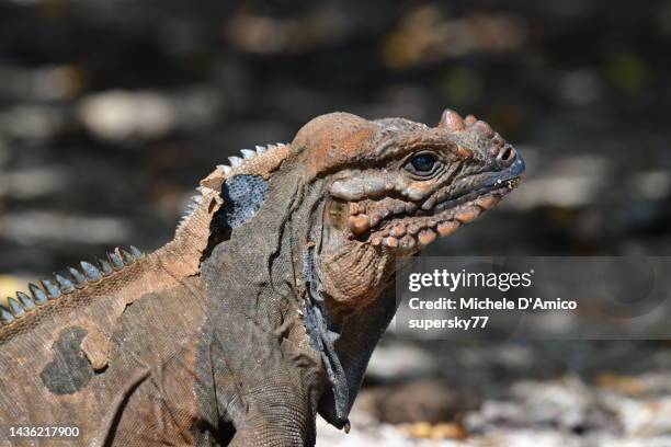 rhinoceros iguana - cyclura cornuta - pedernales stock pictures, royalty-free photos & images