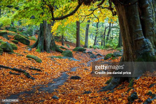 tree trunks, padley gorge, grindleford, peak district, derbyshire, england - oak woodland stock pictures, royalty-free photos & images