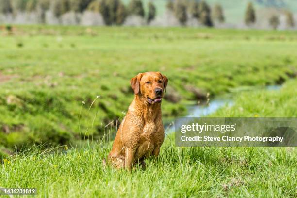 Red Laboo Red Labrador Retrievers Photos and Premium High Res Pictures - Getty Images