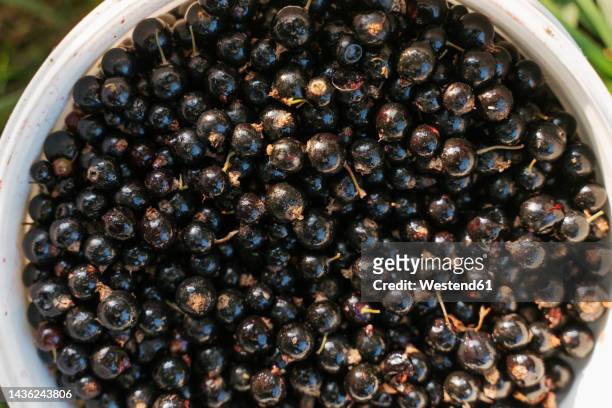 black currant berries in bowl - casis fotografías e imágenes de stock