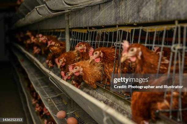 fabrik hühnereiproduktion. rote hühner sitzen in speziellen käfigen. lineare perspektive. agribusiness-unternehmen. - vogelkäfig stock-fotos und bilder