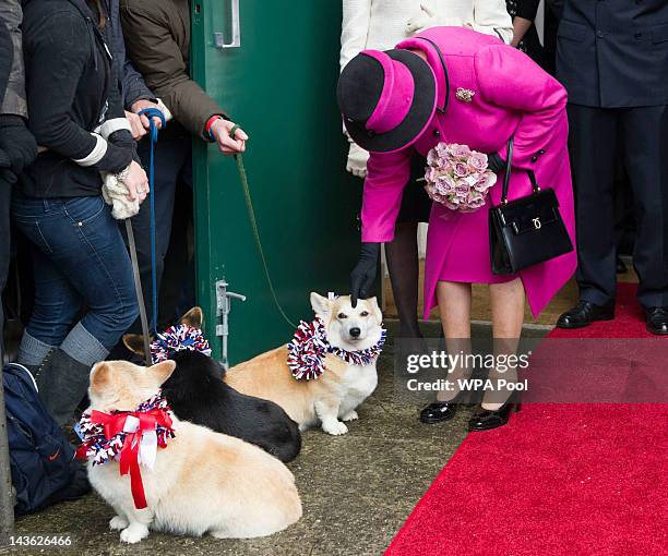 Queen Elizabeth II strokes a corgi during a visit to Sherborne Abbey on May 1, 2012 in Sherborne, England. The Queen and Duke of Edinburgh are...