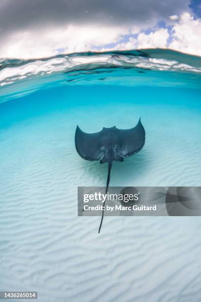 south atlantic stingray (hypanus americanus), grand cayman, cayman islands - stingray fotografías e imágenes de stock