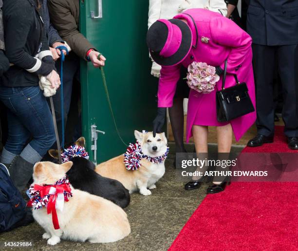 Britain's Queen Elizabeth II bends down to stroke a corgi dog during a visit at Sherborne in Dorest, southwest England, on May 1, 2012 during her...