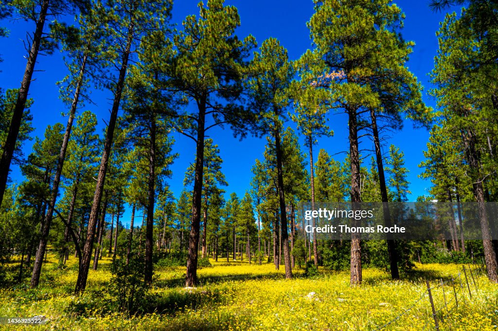 Wildflowers in the woods