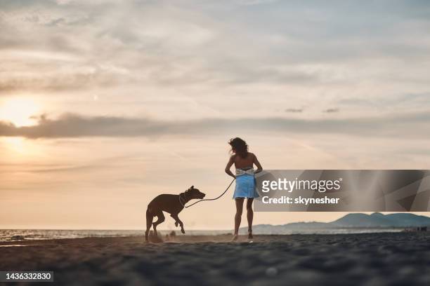 rückansicht einer sorglosen frau, die bei sonnenuntergang spaß mit ihrem hund am strand hat. - dobermann stock-fotos und bilder