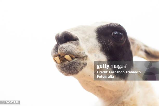 animal teeth - funny llama stock-fotos und bilder