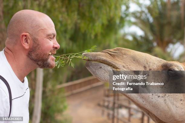 man and animal in love - funny animal family stock pictures, royalty-free photos & images