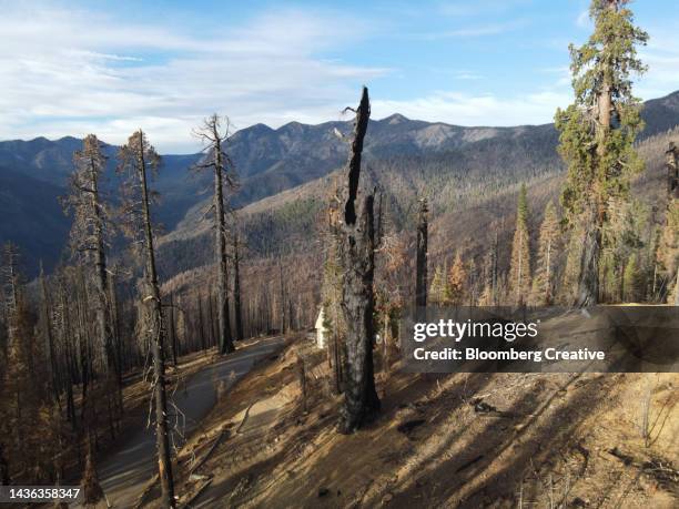 a burnt sequoia tree on a hill - climate crisis stock pictures, royalty-free photos & images