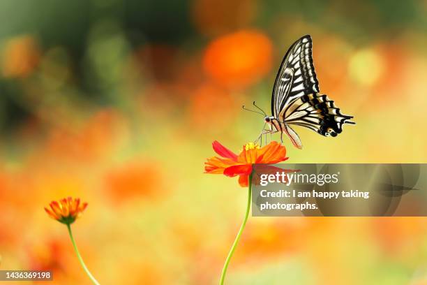 yellow cosmos and japanese swallowtail in full bloom - august stock-fotos und bilder