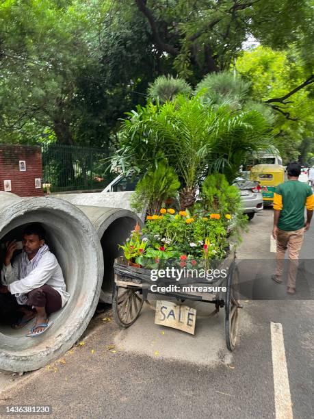 image of exotic plants sold on trolley cart in residential district of new delhi, india, mobile market stall on street roadside, tropical palms, ferns and flowers, market vendor sat in concrete construction pipe - new delhi business district stock pictures, royalty-free photos & images