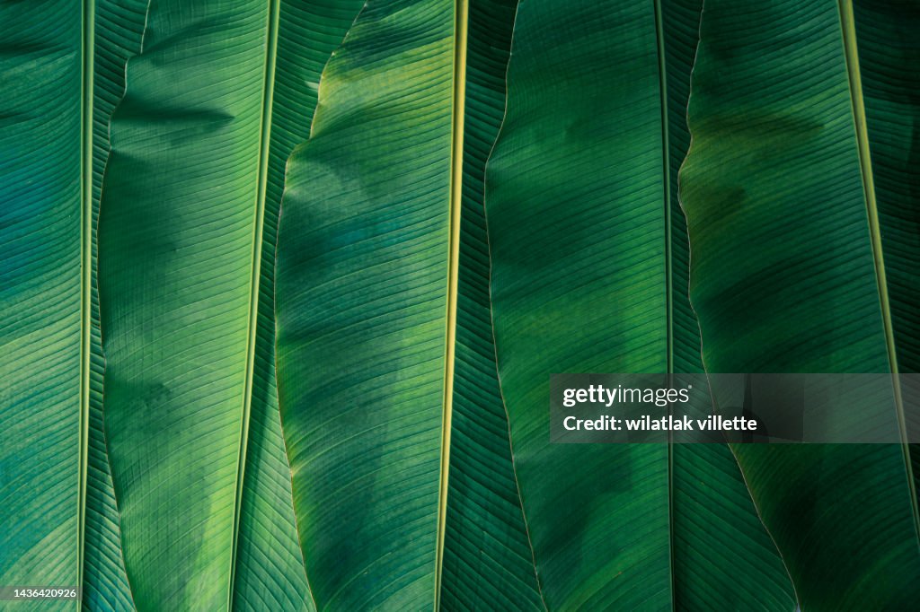 Banana leaves are green nature.