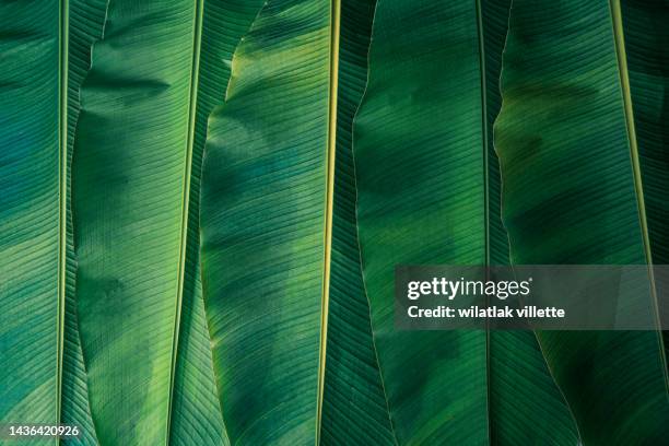 banana leaves are green nature. - palm tree texture stock pictures, royalty-free photos & images