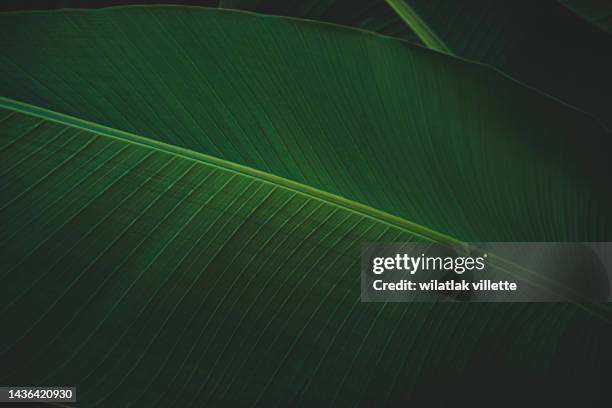 banana leaves are green nature. - tropical bush fotografías e imágenes de stock