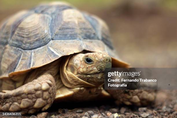 land tortoise - tortoise photos et images de collection