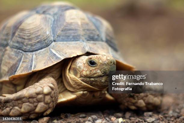 land tortoise - tartaruga - fotografias e filmes do acervo