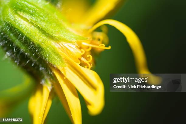 heartleaf arnica petals drooping in the sunlight, canmore, alberta, canada - arnica foto e immagini stock