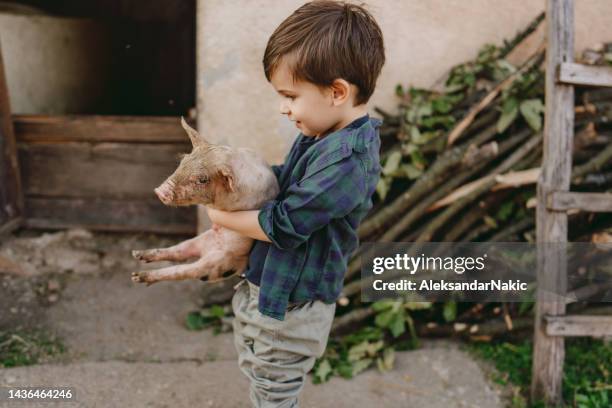 ein kleiner junge und sein ferkel - schweinestall stock-fotos und bilder