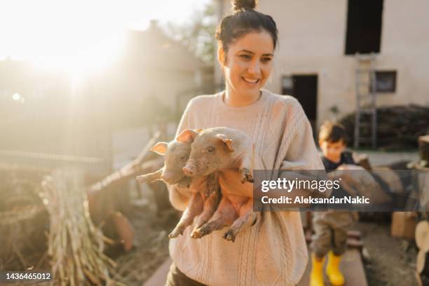 taking care of my piglets - varkens stockfoto's en -beelden