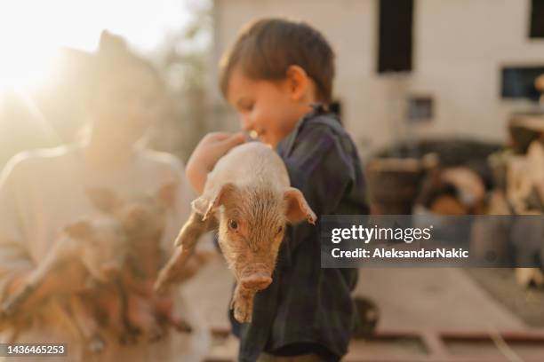 helping my mom taking care of our piglets - piggy stock pictures, royalty-free photos & images