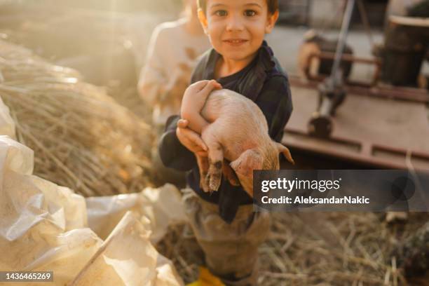 ein kleiner junge und sein ferkel - schweinestall stock-fotos und bilder