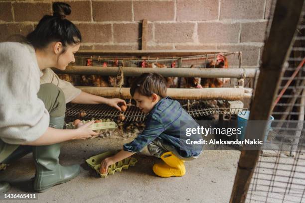 collecting eggs from our chicken farm - picking up child stock pictures, royalty-free photos & images