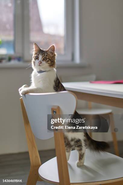 a beautiful domestic cat is standing on a chair in the living room - rearing up fotografías e imágenes de stock