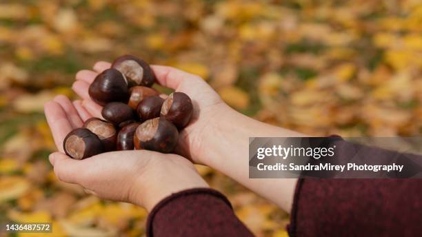 woman's hands holding fresh chestnuts, close up - castagno foto e immagini stock