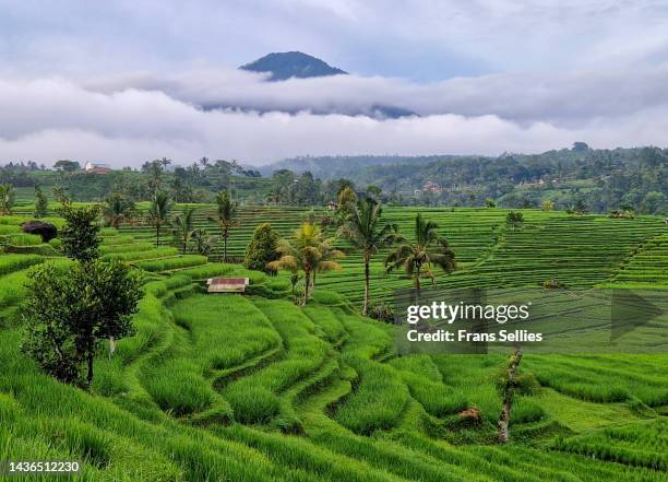 jatiluwih rice terraces, bali, indonesia - jatiluwih rice terraces stock pictures, royalty-free photos & images