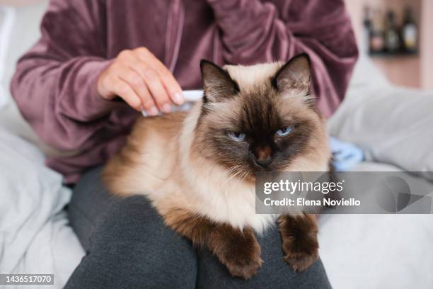 beautiful domestic cat with blue eyes sits on the girl's legs. girl brushes the hair of the cat, care for pets - tierbürste stock-fotos und bilder