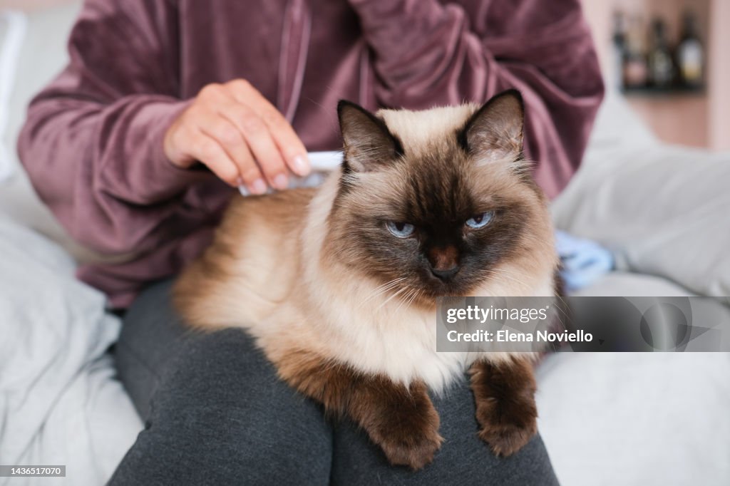 Beautiful domestic cat with blue eyes sits on the girl's legs. girl brushes the hair of the cat, care for pets