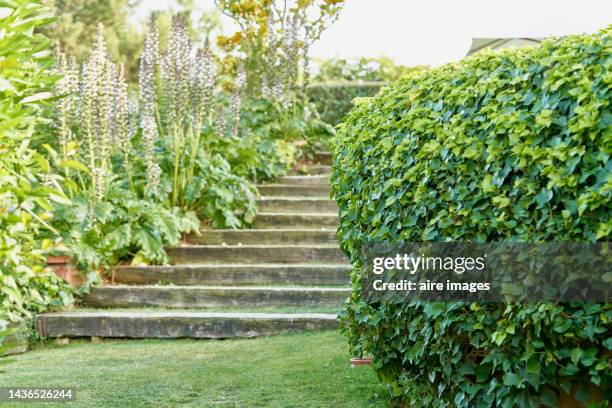 garden on a hillside surrounded by beautiful acanthus at the foot of a rustic staircase made of wooden planks. - flowerbed stock pictures, royalty-free photos & images