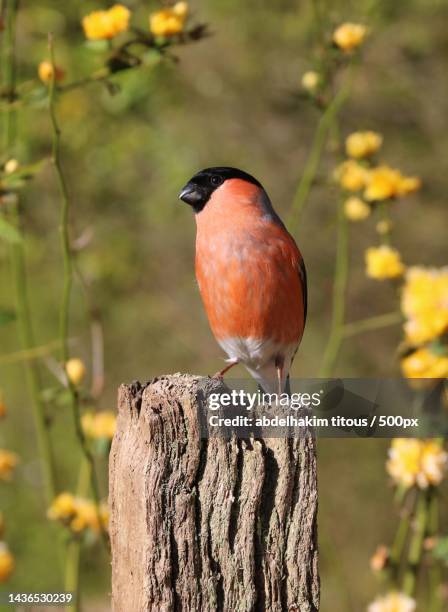 close-up of songfinch perching on wood,africa house,united kingdom,uk - ciuffolotto comune eurasiatico foto e immagini stock