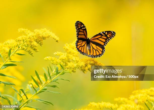 close-up of butterfly pollinating on yellow flower - goldenrod stockfoto's en -beelden