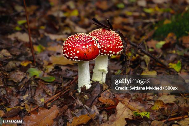 two poisonous red-capped fly agaric mushrooms on green moss fly agaric is dangerous mushroom - giftpilz stock-fotos und bilder