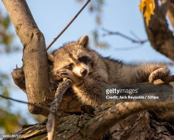 low angle view of koala on tree - raccoon stock-fotos und bilder