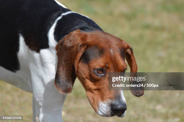 close-up of hound on field - entlebucher sennenhund stock pictures, royalty-free photos & images