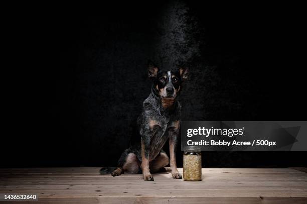 portrait of australian cattle purebred dog sitting on table against black background - australian cattle dog 個照片及圖片檔